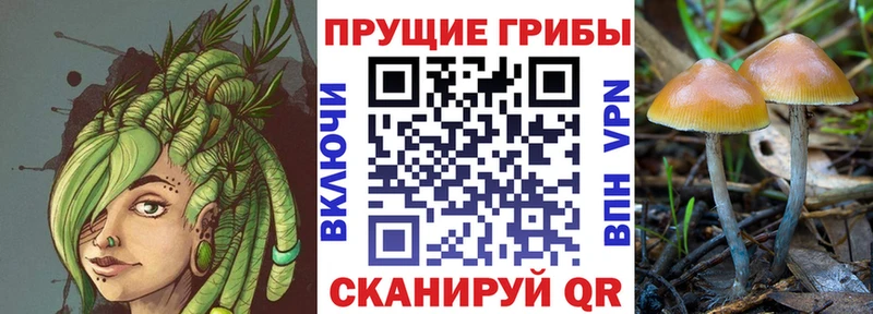 закладка  Яранск  Псилоцибиновые грибы MAGIC MUSHROOMS 